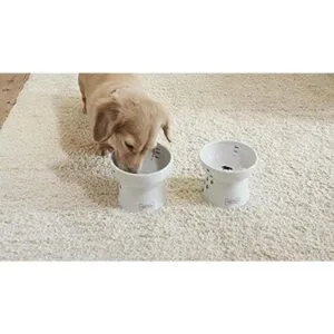 Necoichi Raised Dog Water Bowl_7