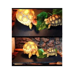 Tfwadmx Reptile Basking Platform Tortoise Feeding Dish_4