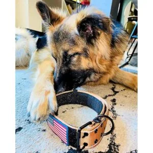 Collar para perro K9 estilo militar táctico 2.0 in de_4