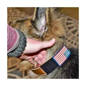 Collar para perro K9 estilo militar táctico 2.0 in de_6