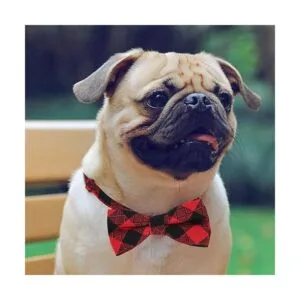 Pajaritas para perros 30 piezas de Segarty para perros_2