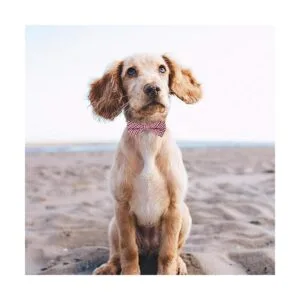 Pajaritas para perros 30 piezas de Segarty para perros_3