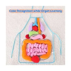 KAKIBLIN Delantal de órgano 3D delantal de anatomía_5