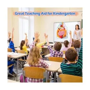 KAKIBLIN Delantal de órgano 3D delantal de anatomía_2