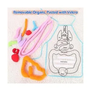 KAKIBLIN Delantal de órgano 3D delantal de anatomía_4