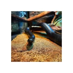 Hamiledyi Alfombrilla de fibra de coco para reptiles_2