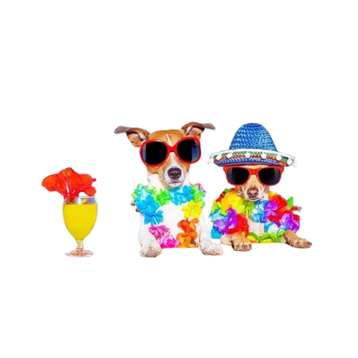 Fishwisdom Rompecabezas de 500 piezas para adultos y_1