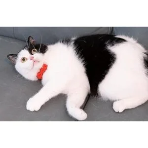 Gyapet Collar de gato con campana gatito separador_5