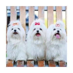 MTLEE 12 piezas pequeñas de pelo de perro arco bandas de_7