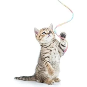 3 piezas de varita de gato de la selva juguete_4