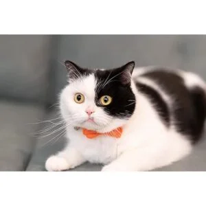 Gyapet Collar de gato con campana gatito de escape_5