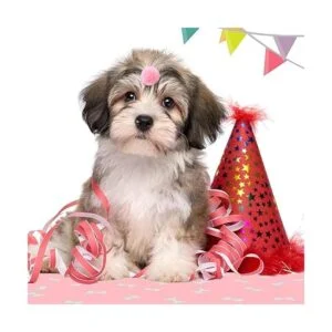 Waydress 40 piezas de pequeños lazos de perro perro_6