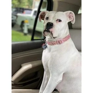 Petiry Elegante collar de leopardo rosa para perro tela_6