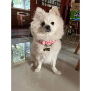 Petiry Elegante collar de leopardo rosa para perro tela_5