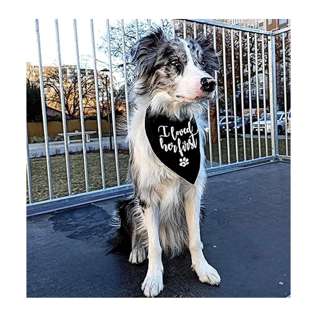 family Kitchen Divertido lindo compromiso negro mascota_3