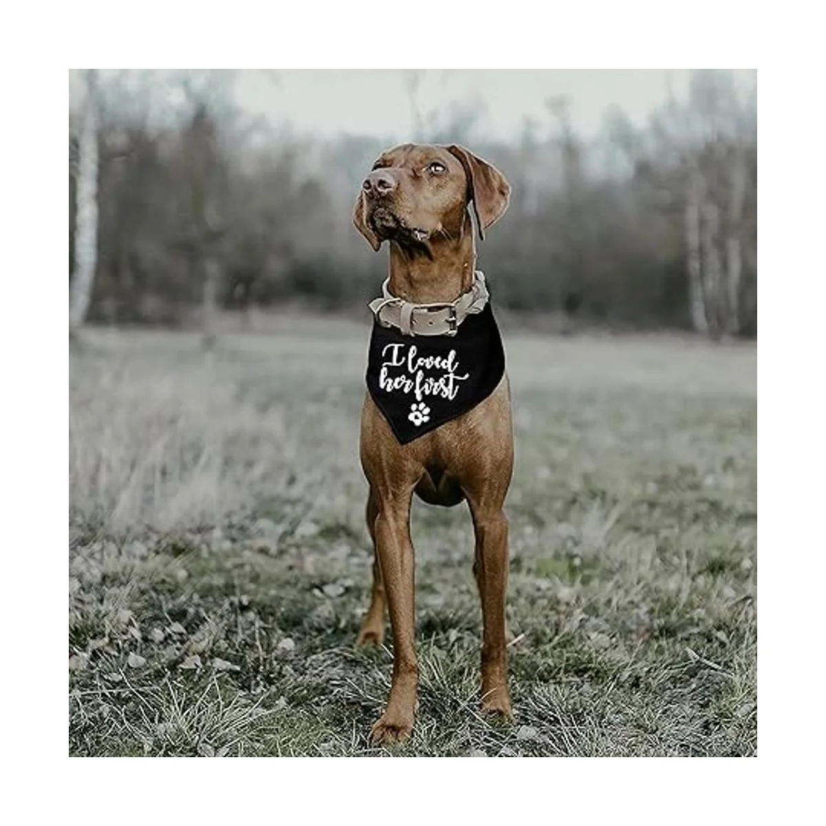 family Kitchen Divertido lindo compromiso negro mascota_2