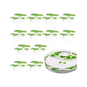 36 piezas mini falso duckweed artificial flotante_1