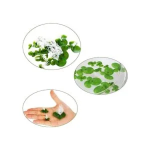36 piezas mini falso duckweed artificial flotante_3