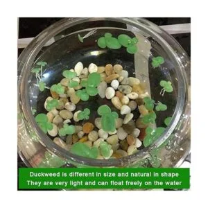 36 piezas mini falso duckweed artificial flotante_2