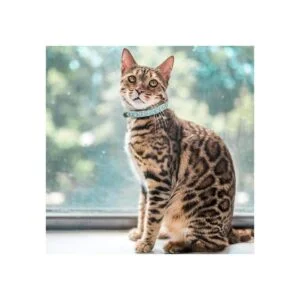 Urieo Collares de seguridad para gatos de piel plateada_3