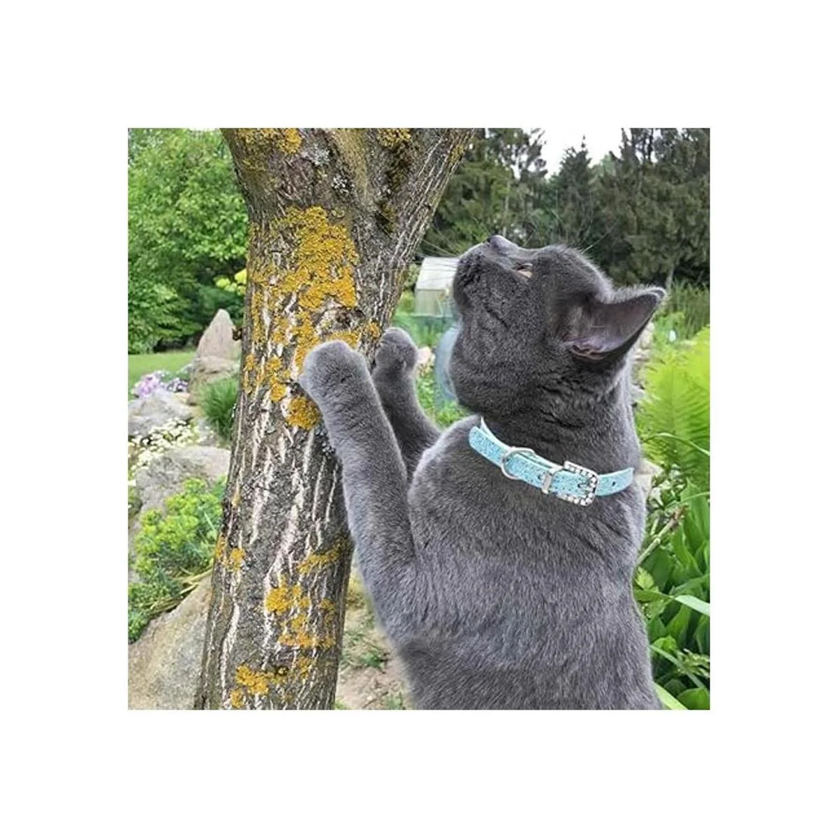 Urieo Collares de seguridad para gatos de piel plateada_2