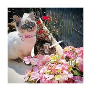 BoomBone Collar de gato con campana y colgante a juego 2_5