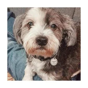 ABBECIAO Etiquetas de identificación personalizadas a_6