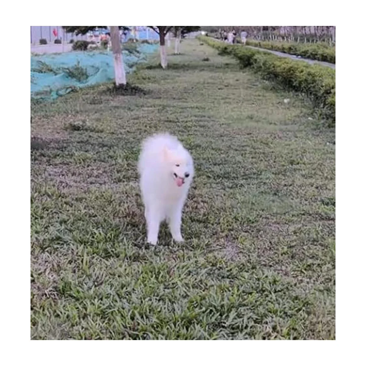 Collar de perro de 12 colores transpirable de nylon para_6