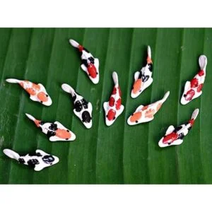 Buy Easy 10 Mezcla Colorido Koi Fish Fairy Garden Animal_3