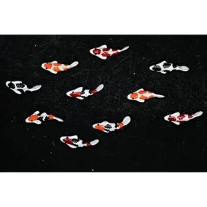 Buy Easy 10 Mezcla Colorido Koi Fish Fairy Garden Animal_5