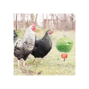 Pincho de pollo para gallina gallina pato aves de corral_2