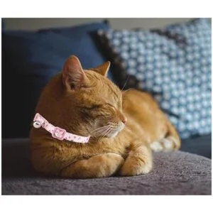 YUDOTE Breakaway Collar de gato con campana paquete de 2_7