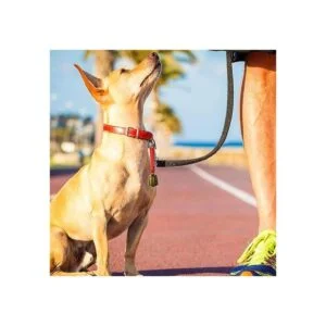 3 campanas para perro con correa de nailon 3 unidades_5