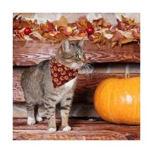 ADOGGYGO Collares para gatos de Halloween con campana_2