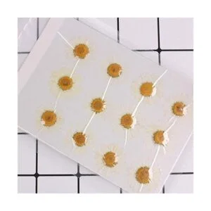 50 flores secas naturales embalaje al vacío flor_2