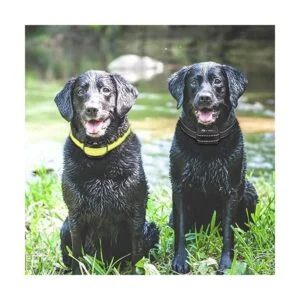 Paipaitek Correa de repuesto para collar compatible con_6