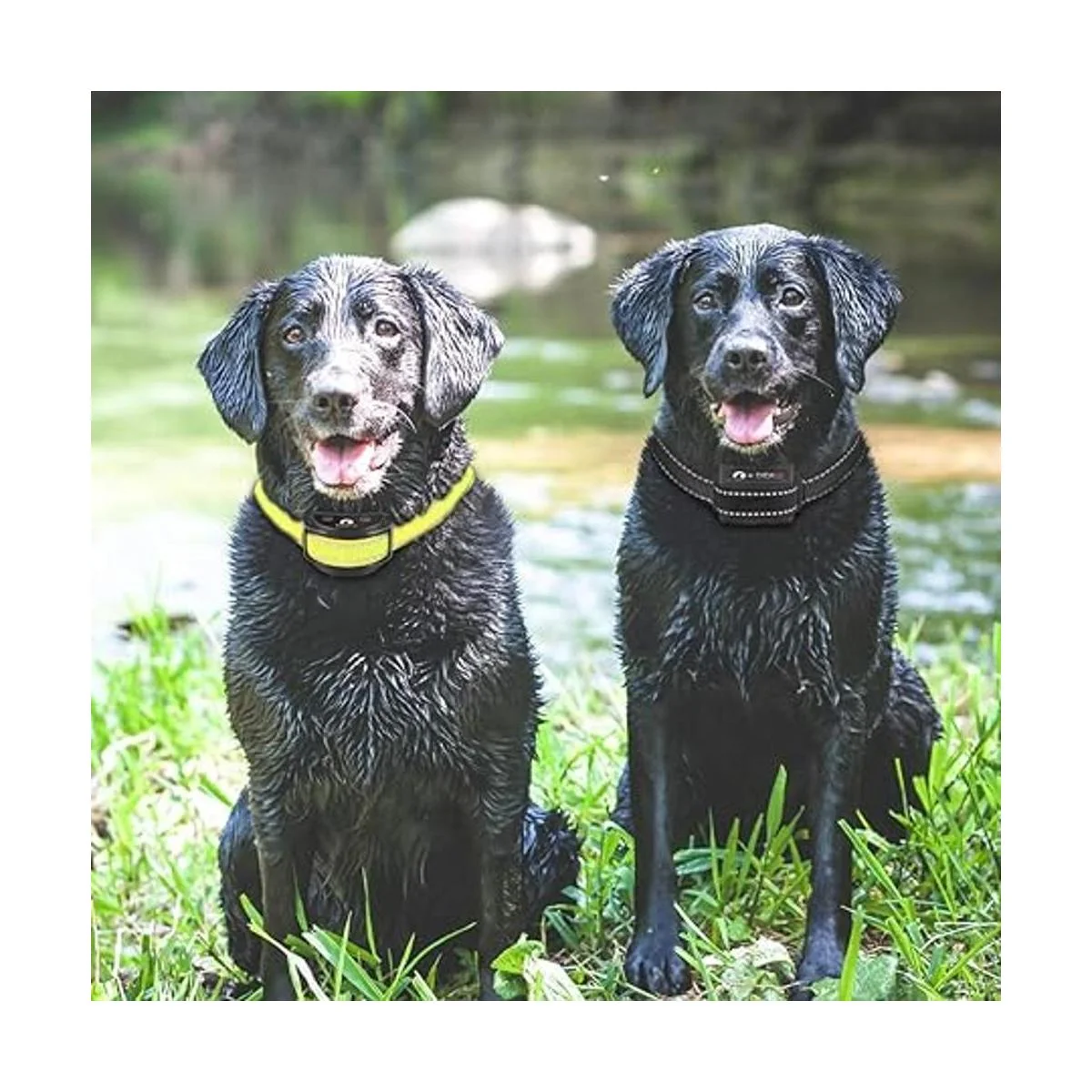 Paipaitek Correa de repuesto para collar compatible con_6