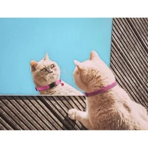 Murom Breakaway Collar de piel para gatos con campana_7