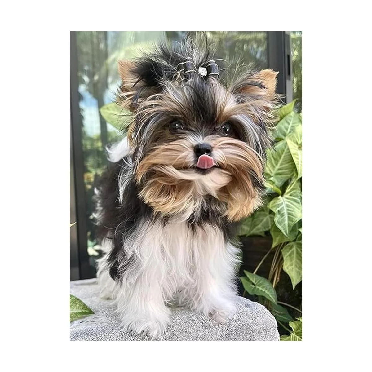 JpGdn 10 pares20 lazos para el pelo de perros pequeños_4