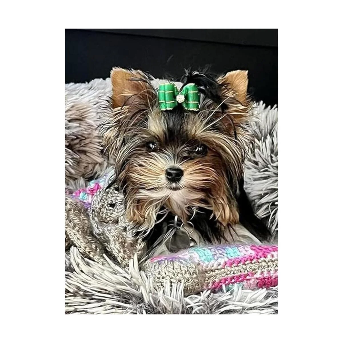 JpGdn 10 pares20 lazos para el pelo de perros pequeños_3