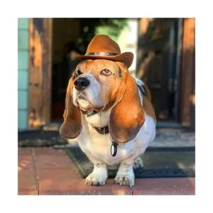 AWOCAN Sombrero de vaquero para mascotas para cachorros_4