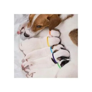 Weewooday 45 collares para cachorros de doble cara para_6