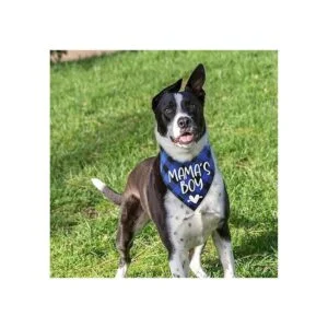 YHTWIN Bandanas de perro de algodón a cuadros azules de_3