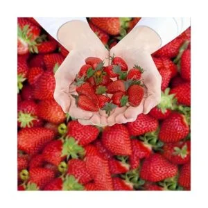 Happy Trees 30 piezas de fresas artificiales de varios_4