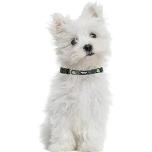 Downtown Pet Supply Collar de perro mejor lindo y_4