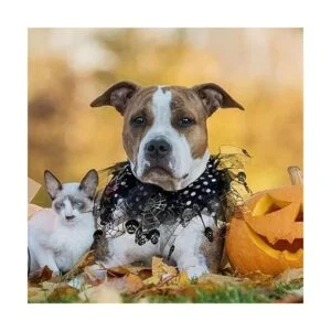 cyeollo 2 Pack Dog Collar Elastic Adjustable Halloween_4