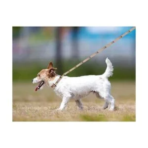 Juego de 3 collares de perro para perros pequeños collar_7