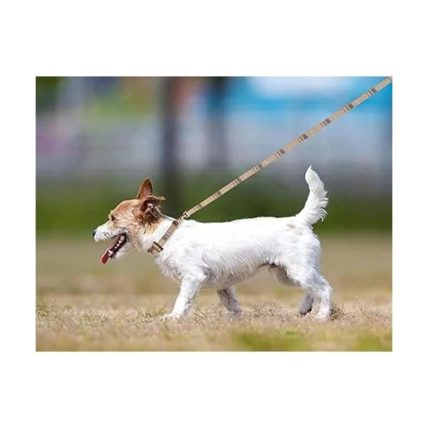 Juego de 3 collares de perro para perros pequeños collar_7