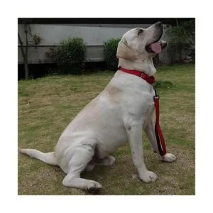 Cyclpet Correa corta para perro con asa acolchada suave y_5