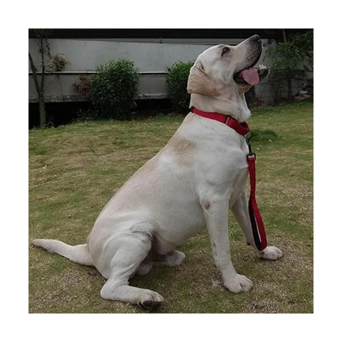 Cyclpet Correa corta para perro con asa acolchada suave y_5